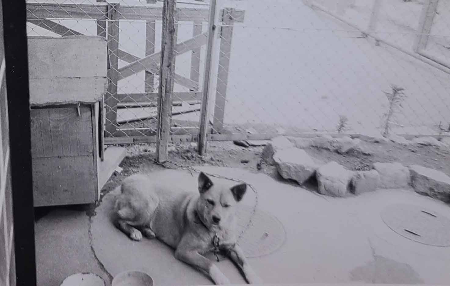 50代,60代にはなつかしい昭和の飼い犬（屋外）